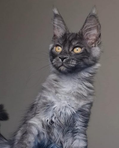 att.1XgsB00ZJH3fCAFfKp9dMex_mkZrl4NBV32B26N9Ma0