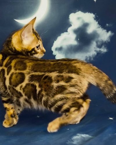 att.1hNlz19d20a2bTvh_JUZMmZ1acbmmp1BW7wRY96x6xk