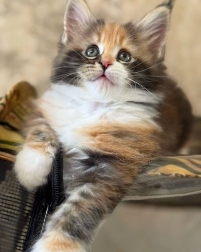 att.1i84VJHecmmzIj6mnIeezqFx-D00FXLAfV_To3BRD5k