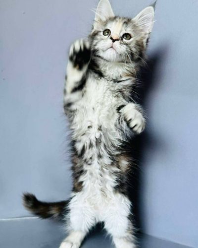 att.23qlWZzJn9tefdSzsNSUBrYI4XSwE4k9G4ZP0l8TDFk