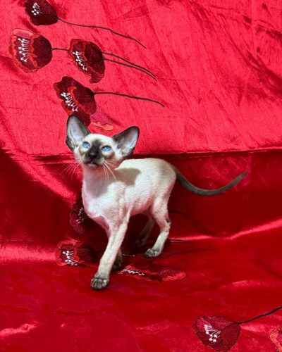 att.2MUbxFS-WY8m0noo9w_g4wiA6gcD_meVOc34nblR-j0