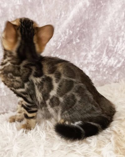 att.2eXE0yx7NLgjy402FHPdLCBp0Yd82oBcgm11Cgk9sdk