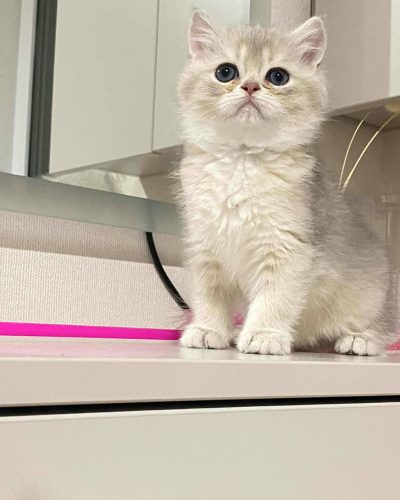 att.2zZpmxlreVCthgFVFDFdf5U_fbZvZ4BqjGozEXQ0IbU