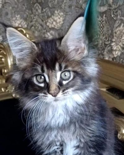 att.3GE1inl-Fr5NgfX64aXCHxSck1-7bUCIPOk-eDXXiLY