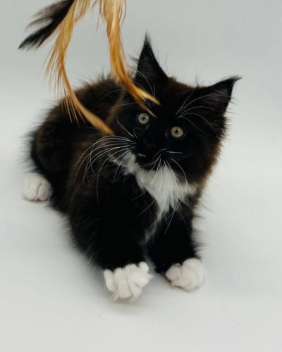 att.3JCIpyRlMiWMfGxmSNvNWpLAmp8gjxnb7Cy-EO5nssc