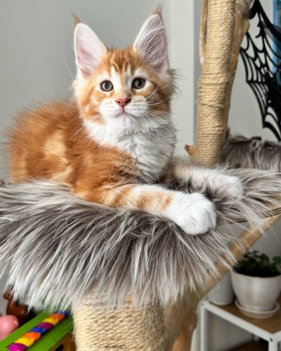 att.3kIaXe8WUIUkqCHeIDGaP0QA7Eu5c21BNIx1wzmT8I8