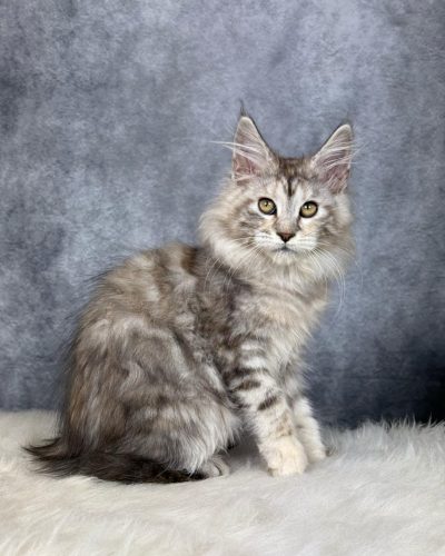 att.42qeymVu7fOHhDLfs9g1TQIQktYqHD5CWdWBOkmwz2A