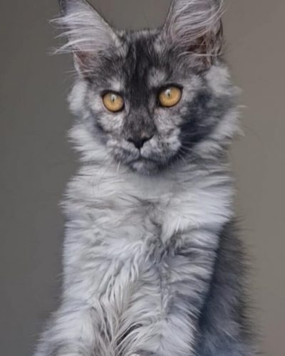 att.4JSDXBAcA_nQBfLlreZ-UdY-MnEdg-O7apg1cTGWopE