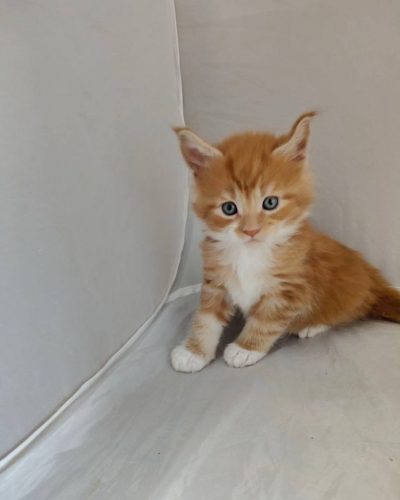 att.4kyiFHUubDLQTwSdwoapOlS5GxM4jQqb9KMeqi4Z7X8