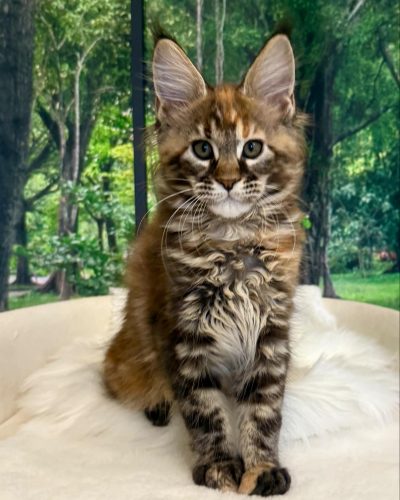 att.516Pklz-NwKWCGuNiQCKcnagqhjLoHFSvxH8eufxRQw