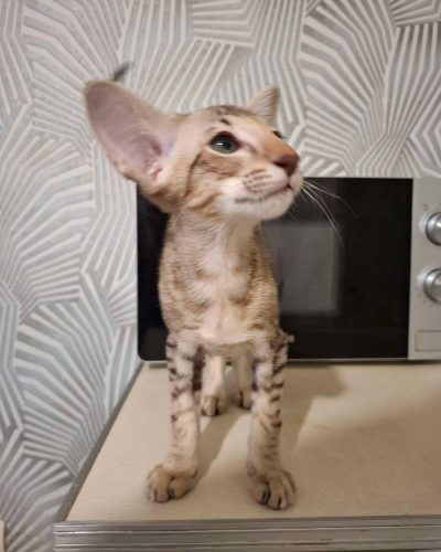 att.5HizDMNg1ECjmoPz3axPy-EurnN7oGMWvdfa-42GbA0