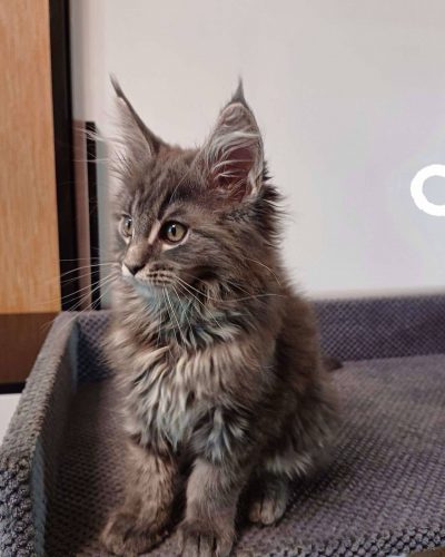 att.6NhNrai3_lHQtm__gnXe4ekPAtBgL7o-C41XiHY6Tns