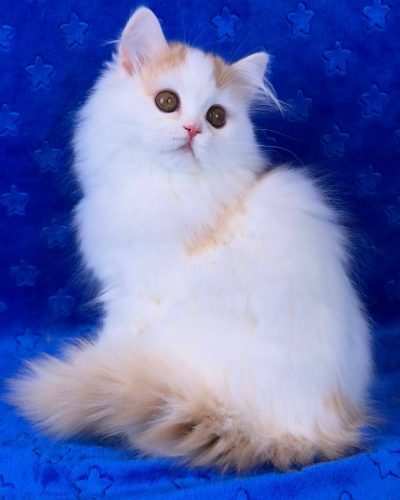 att.6oUUBBAGw6rUOFFt85VKoBbcSYusVyQ6bHe1o0yIg9U