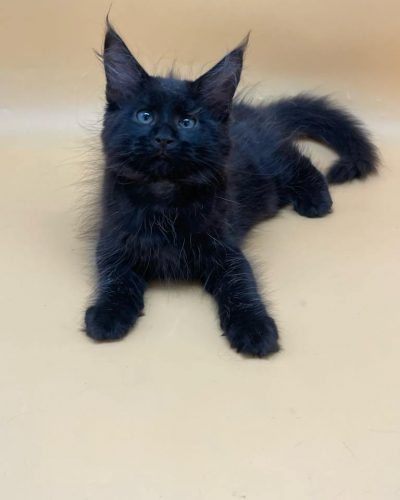 att.6p0J_HRjrdDrkjMeoOV1TiJ2qO0LwKEJBiiB-vCL4jI