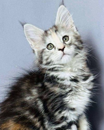 att.7Lra_X0wqznOjGgfacXSpmw-25r7inYnDGvjy47J200