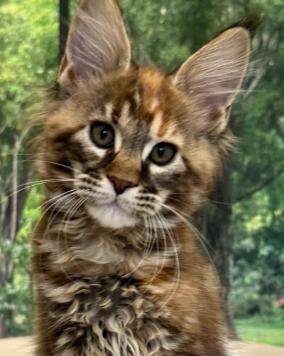 att.7UDd_B6pXnzTVCSw7FScqU3a4HxRqWsmFFCTPw2Mxg4