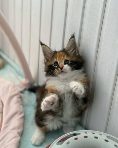 att.7XcKgRuo2YTK5Cihpl9f2C8x9AdWpCKjD89dL_LFpw0