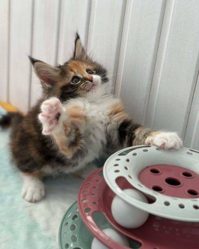 att.7dtYB-NbYjWmIQ5YUHG0C6plQOQA4jG3GFxsQnAuntQ