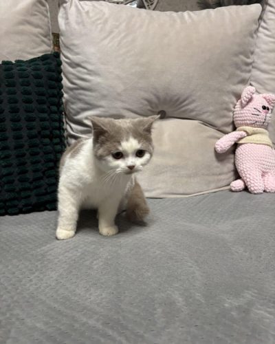 att.7p7OT1BZPJWRMhKI7q9BqHY1gv868K6OqQDIw3BpFfg