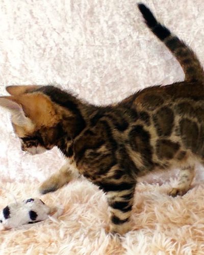 att.84wT95rDQcdJ-BwcwOGtivZ6TXRkubBaH7aDKmCkSiI