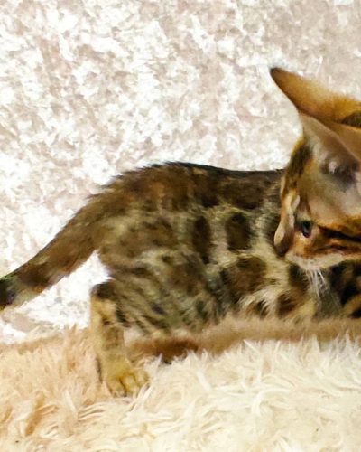 att.8bNU2T3u1ZU8DQD_dsd2TL7PBT2WWM3G-fY9I8v189U