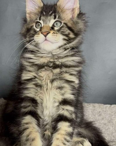 att.8hPs61JMAonx_zUe3QKLYQv1f7TZ04AVGtkTJgnnfeo