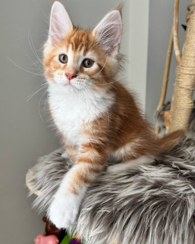 att.8uSnSXWT4UZaKVvppzSuYqfOpPGzLRpgBI_rQ2H9QB4