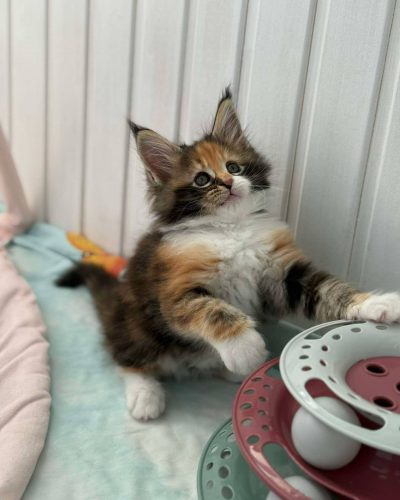 att.9VDJgZT-sa65qfLgIQf8Mz7DosJZThMYsLfOYr9MsMw