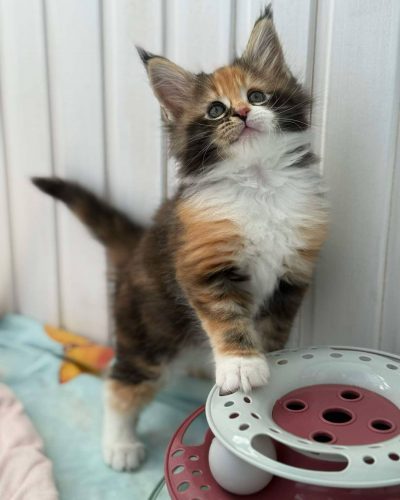 att.9l8SRvqLsahiVM5knhgiMWFDLd0wCuqIBgJTb0LtlLs