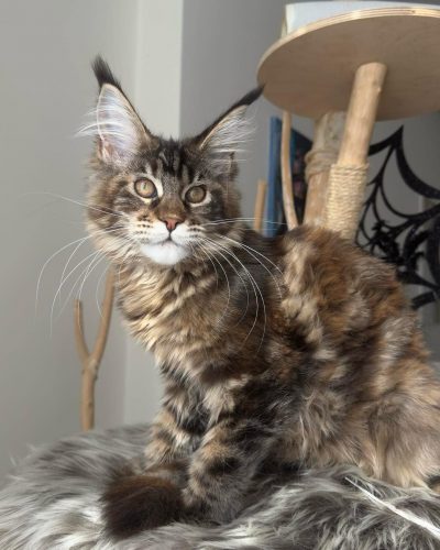 att.AUckkZBs_9snX2ShVt9rLdWXDzUidC81fIullm7je30