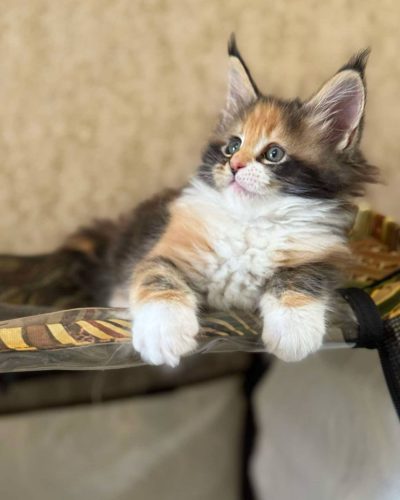 att.AiB92vFqmVm_uCNCBUDohaJMgQEwUsw9C0I_7w1NxTU