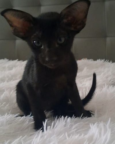 att.AjNBpmANovLkuucxZv4o2cpsiOjgfBax4JVBI3Sz1D8