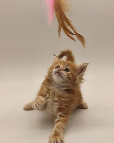 att.BA7LQpuZH_LrSMRu4vdQ-lFzybgxlt3UmqFWMXdj238