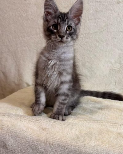 att.BMdjNfi7nTWeIAlGNpEqn8FoLTsizOXXjsCAkDDO2-c