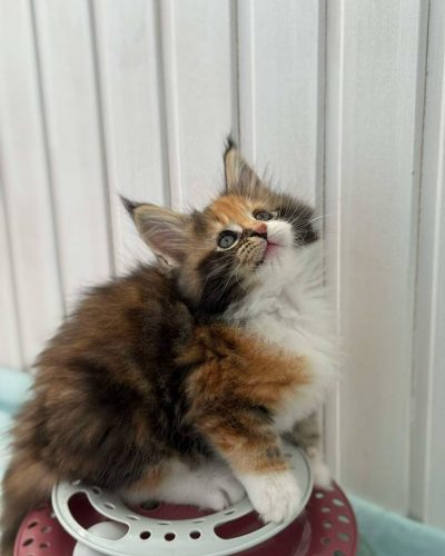 att.BdZQQTJzEDYqdp1jSnUeTYI2VlmtTKfWluWynu7ORAo