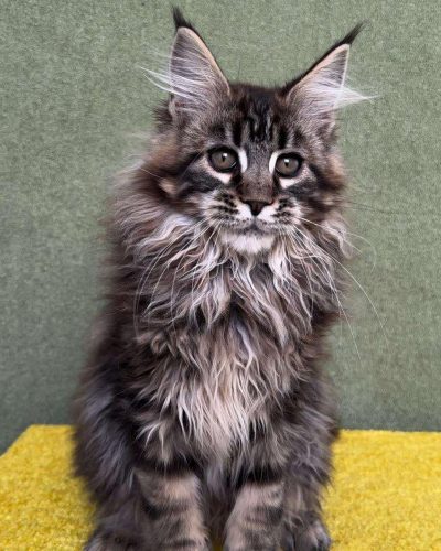 att.BhW38BQqBIyeX8fypykNrXs28yRzS-NR2vuPQzLnHck