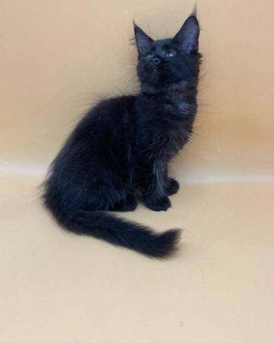 att.Bwu_o1CEapmxdgq7KmKjIfs9uiRwbCSOVtlge-aVOMU