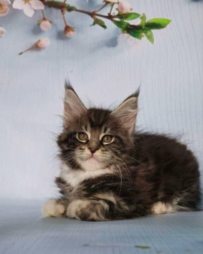 att.BylLjMkrt7jBb3eM17y6P-_hlx_Ho5Jpkn-9QH8c86E