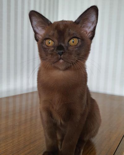 att.CZZwnoL9fP7iYY5m53faSkIpbYaV-FNShHIoJ5IaJE4