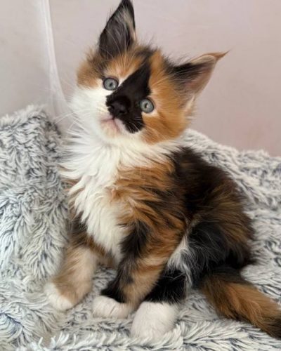 att.CgvIgDhjgeGeGqHs8RsIWoh-TbUt4Hs968XmvU5blho