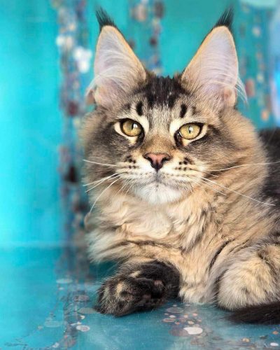 att.CzDQyxt5Qkub9CUFMcrkrGoia4Gfm_E_alULLDHJExU