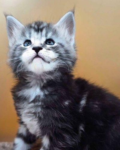 att.Czlow4yMsdxf_adZuNxCVIluGNkSOCElpxXzK_wslKo