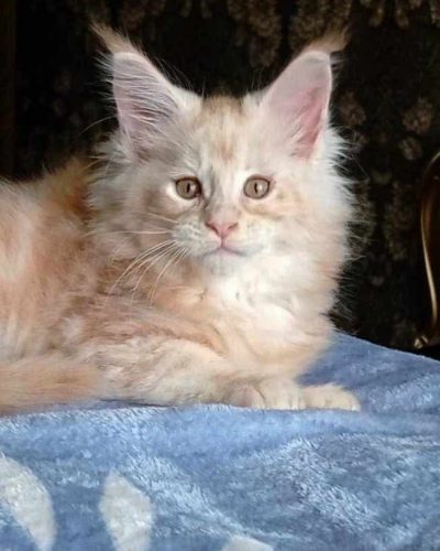 att.DB0gkaXNgG7Uc-5KUOn-TyFTjTU70cu3YvWvfBDCWtU