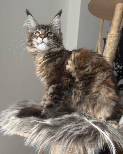 att.DNGtaqz9_rFdnEQCIhDubKLseiwDttlT392IITz2zh8