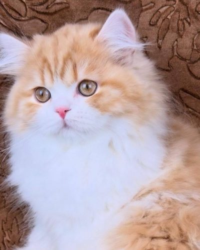 att.DaYAgnWBk4bHOoWHEJV1cVIJTQfVi5Ym2IyV0vLXGBM