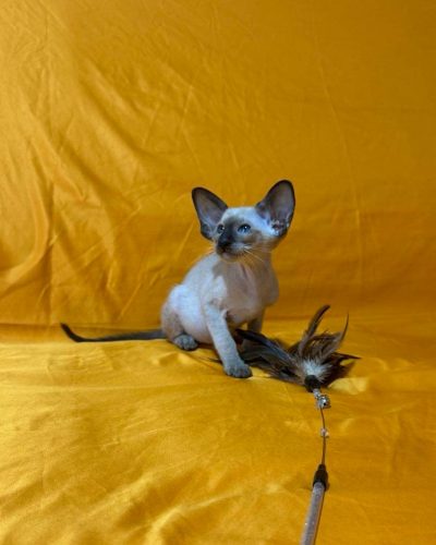 att.EFOgZAqMxdqj-f8aBvdKu4qIunLR5T2dTViCQBITA6Y