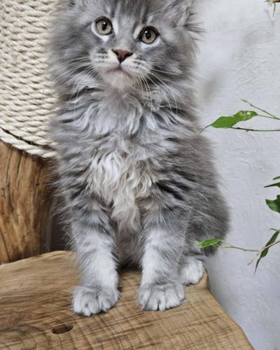 att.EMF935hIjKmTA2MlLAUcNYLw8UoOZ7MDw5xYS2rxu6E