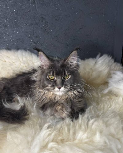 att.F0KOSD6BHFW0AMazvhSJ-1xSsIfD_cA93eTLTP3XrLY