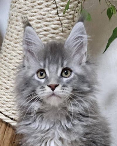 att.F1b9wqGGvHnpAGjEqctBnEW9C993fqXKNM8SMxhLmdQ