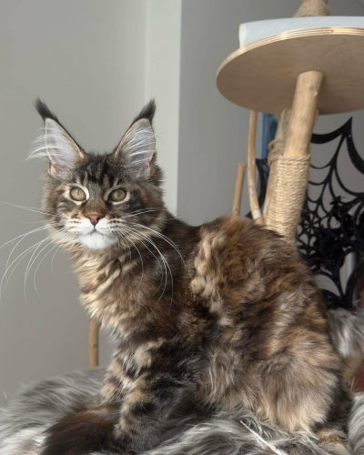 att.FgVGb-G0_ZP1fPQQEJ6zZN7tHA95HlGN51BW750p8Q4